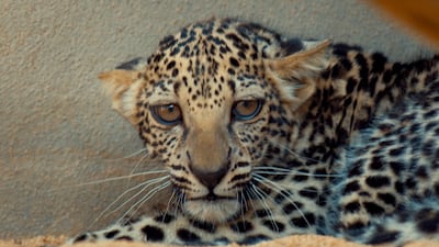 The female cub is now five months old.