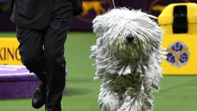 A Komondorok runs with their handler in the Working Group judging. Photo: AFP