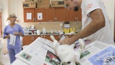 Veterinary Technician Gabor Gajdacs preforms surgery on a stray cat at the Sharjah Cat and Dog Shelter. To his left is Adrienn Krznai, a veterinary physician also working at the shelter. Razan Alzayani / The National