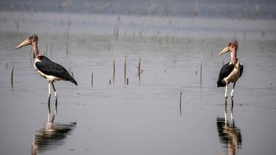 Marabou storks pictured at Dinder National Park. Some 32 species of fish are found in the park, forming part of the storks' diet. AFP