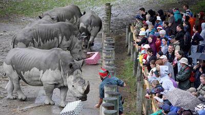 Rhinos are given boxes of Christmas treats during the 10th annual Christmas cracker event at Orana Wildlife Park on the outskirts of Christchurch, New Zealand. AFP