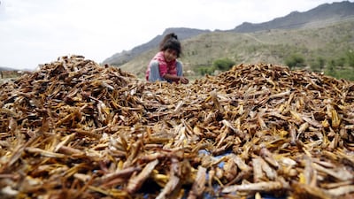 A child sits near a large amount of roasted locusts after catching them at an agricultural area in the central province of Dhamar, Yemen, 24 June 2019. EPA