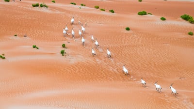 Arabian Oryx. Abu Dhabi is a regional leader for establishing and managing nature reserves