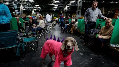 A Weimaraner is seen wearing a jumpsuit on the second day of the Crufts Dog Show in Birmingham, Britain. Reuters