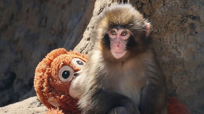 Punch, the baby Japanese macaque, with his beloved stuffed orangutan at Ichikawa City Zoo in Japan. AFP
