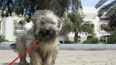 Scientists say small dogs such as this Havanese evolved from grey wolves in the Middle East more than 12,000 years ago.