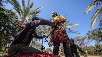 Palestinians collect red dates, in Deir al Balah town, the central Gaza Strip. EPA