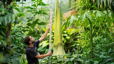Alberto Trinco measures the titan arum, which holds the Guinness World Record as the world's tallest bloom.