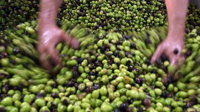 A Palestinian farmer examines olives about to be pressed in the West Bank city of Ramallah on October 13, 2009. Palestinian farmers across the West Bank are starting to harvest their olives, with many making their own olive oil and soap for themselves and to sell. AFP PHOTO/ABBAS MOMANI