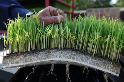 Rice seedlings on trays before being planted in a paddy field. Bloomberg