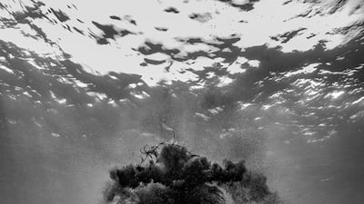 Lee Jongkee, South Korea, third place, National Awards, Sony World Photography Awards 2023