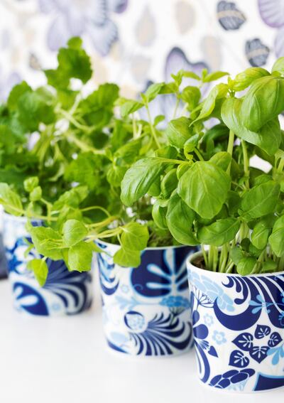 Even having plants and herbs in your kitchen can bring calm