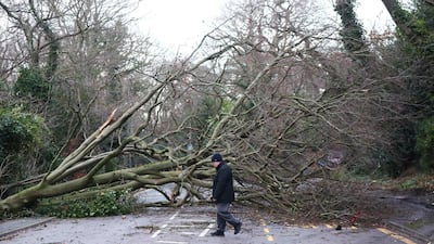 A fallen tree in Harrow, north west London, Neil Hall / EPA