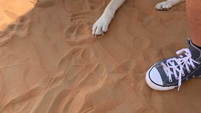 Liwa, a young Labrador believed to have been abandoned deep in the Abu Dhabi desert, pictured shortly after he was found by three families who were dune bashing over the National Day holiday. Courtesy: Birkit