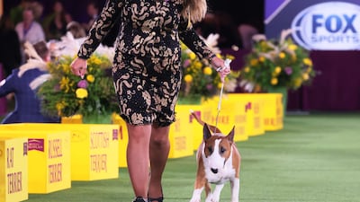 A coloured bull terrier competes. Getty Images