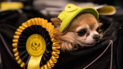A Long-haired Chihuahua dog wearing a hat is carried in a basket on the second day of the Crufts dog show. AFP