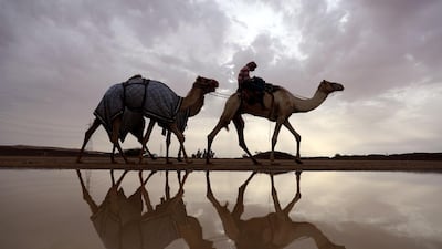 Racing camels are seen on their way to a training session following a rainy day in Al-Ain near the UAE-Oman border on March 24, 2017. AFP