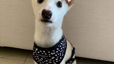 Bebe is a puppy aged 4 months, currently at the UAQ Stray Dogs Centre. The little mixed breed is potty trained, fully vaccinated and microchipped. Photo: UAQ Stray Dogs Centre