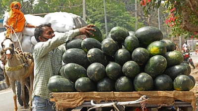 A vendor arranges watermelons on his cycle rickshaw while waiting for customers along the roadside in Amritsar on May 4. AFP