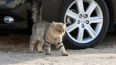 Stray cat near the beach at Umm Suqueim area of Dubai. Pawan Singh / The National