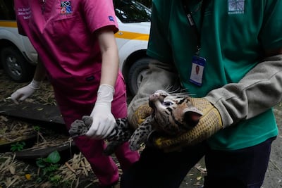 An ocelot is given medical care as he is prepared to be released back into the wild, at a Ministry of the Environment rehabilitation center in Panama City. AP