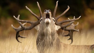 'Rutting Call' by Jamie Smart, of a red deer stag in Bradgate Park, Leicestershire