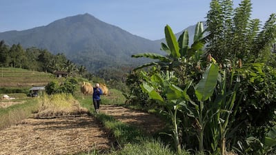 Dry weather late last year and flooding in early 2014 hurt harvests on parts of the main rice-growing island of Java in Indonesia. Above, harvest season underway in Bali. Agung Parameswara / Getty Images