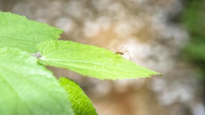 Zika is a virus that is spread mostly by mosquitoes.