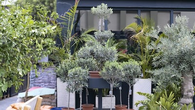 Find local and imported plants at the Dubai Garden Center in Jumeira 1. Reem Mohammed / The National