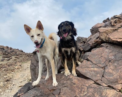 Frida with her friend Pepsi, a fellow UAE rescue dog, on a hike in Ras Al Khaimah. Farah Andrews / The National