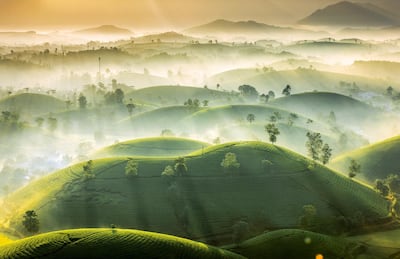 'Tea Hills' by Vu Trung Huan as named first runner up in the The Royal Meteorological Society's Weather Photographer of the Year competition. Vu Trung Huan