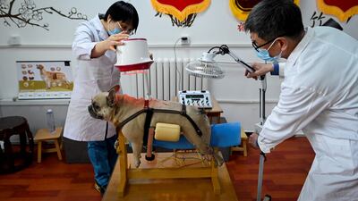 A dog receiving acupuncture and physiotherapy at an animal clinic in Beijing. A growing number of animals are being signed up for traditional medicine in China — care their masters say is less invasive and comes with fewer side effects than conventional treatment. AFP