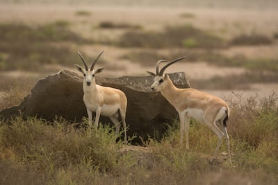 Kingfisher Retreat is full of nature and wildlife. Photo: Sharjah Collection By Mantis