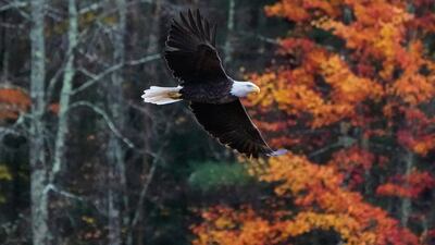 A bald eagle soars past autumn foliage at Adams Pond in East Derry, New Hampshire, US. AP Photo