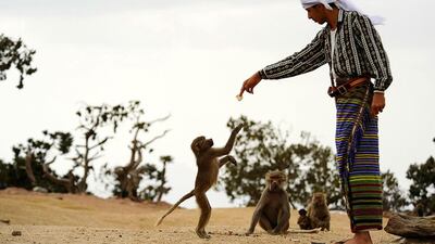 A man feeds monkeys atop Al-Shifa Mountain on a foggy day in Taif City, Saudi Arabia. Mohamed Al Hwaity / Reuters