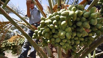 A Palestinian works in a date palm orchard in the Jordan valley near the West Bank city of Jericho. More and more Palestinians are turning to date palms in the search for ways to make a living from West Bank land farmed by their families for generations.