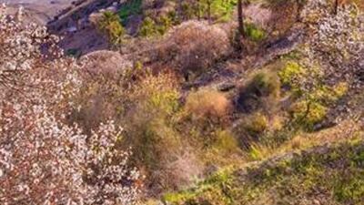 The apricot trees start the dormant season and the leaves fall in the beginning of December every year and the flowering phase begins from the beginning of February. Oman News Agency