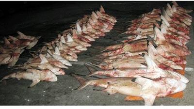 The Deira fish market in Dubai is a link in the chain that supplies Asian markets with fins from endangered sharks.
