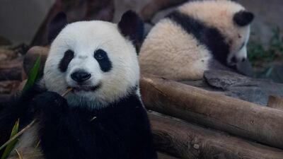 Chinese panda mother Meng Meng (L) and one of her cubs at their enclosure at the Zoologischer Garten zoo in Berlin. AFP