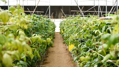Over the years, Abu Dhabi has been promoting sustainable food production in greenhouses. This is a greenhouse at Al Foah farm, Al Ain, that grows raspberries. Khushnum Bhandari / The National