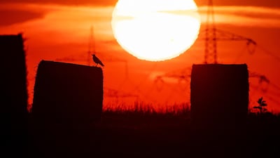 A bird sits on a straw bale on a field in Frankfurt, Germany, as the sun rises. A heatwave struck large parts of Europe. AP