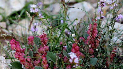 Sorrel (Rumex vesicarius) appears after the rains. Its leaves are eaten to strengthen the digestive system and liver. Satish Kumar / The National