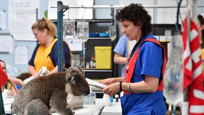A Vet checks an injured male koala at Adelaide Koala Rescue which has been set up in the gymnasium at Paradise Primary School in Adelaide in Adelaide, Australia. Getty Images