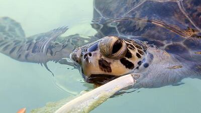 Pawan Singh / The National