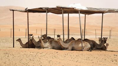 Camels will have to stay in the shade in the desert town of Qoa. Chris Whiteoak / The National