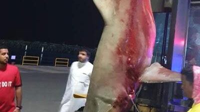 “Many fishermen were complaining about its behaviour and that made me decide to hunt it down," said Eid Suleiman, who killed a bull shark in Fujairah. Courtesy: Eid Suleiman