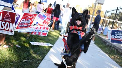 A service dog does a trick for its owner outside at a polling location for the 2020 Presidential election in Houston, Texas. Bloomberg