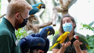 Biologists Matt Whitlock and Elizabeth Hill prepare to weigh an assortment of birds at the Green Planet. Chris Whiteoak / The National