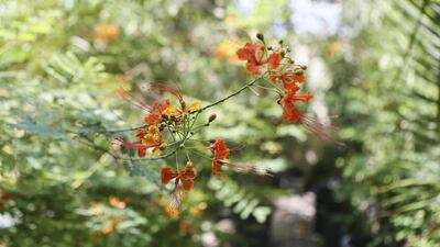 Orange blossoms at the garden. Sarah Dea / The National