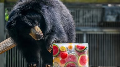 A bear checks out a block of ice on a hot afternoon at a zoo in Mumbai. AFP